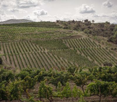 Enoturisme Priorat