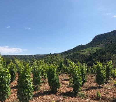 Wine Tourism near Barcelona