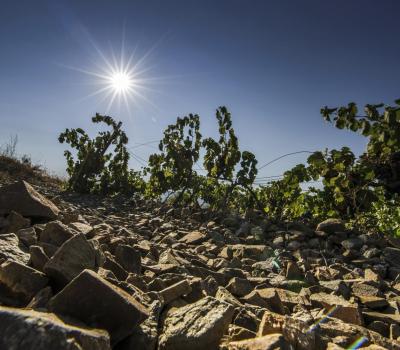 visite et degustation vin Espagne