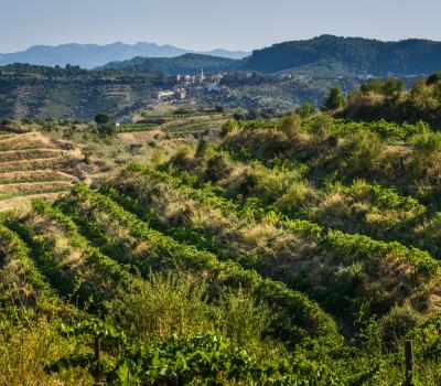 visite et degustation vin Espagne