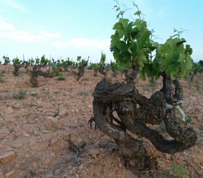 Weintourismus Priorat