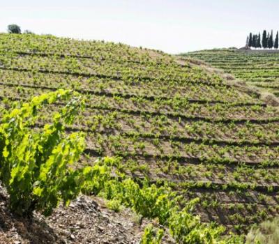 visiter vignobles Catalogne