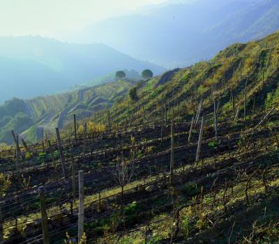 Wine testing and cellar tours Barcelona