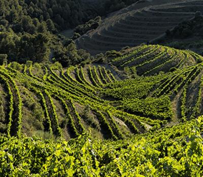 Weintourismus Priorat