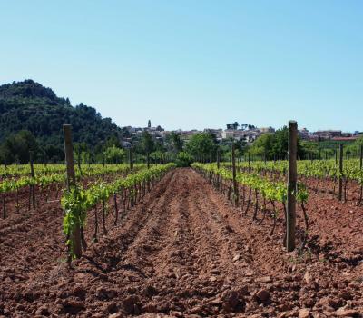 wine tourism Priorat