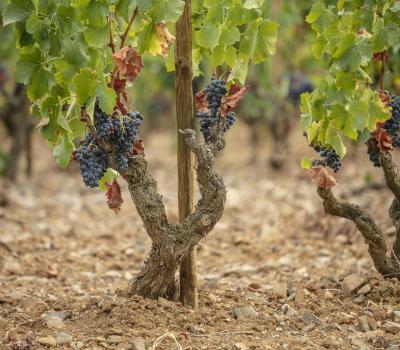 Wine Tourism near Barcelona