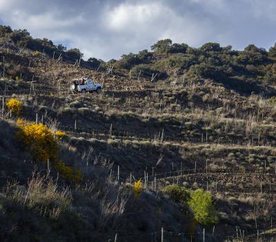 Cates de vins Catalunya