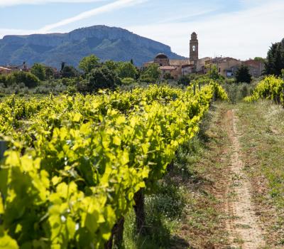 Weintourismus Priorat