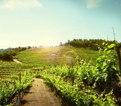 Wine Tourism Priorat