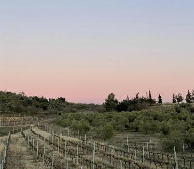 winery visit Priorat