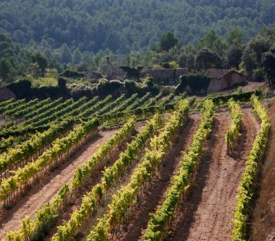 Bodegas Cataluña