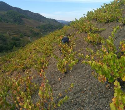 visite de domaine viticole Priorat